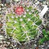 Melocactus_trujilloensis